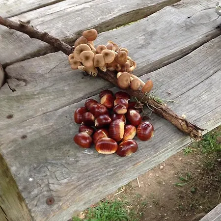 Bed & Breakfast Casa Lisa