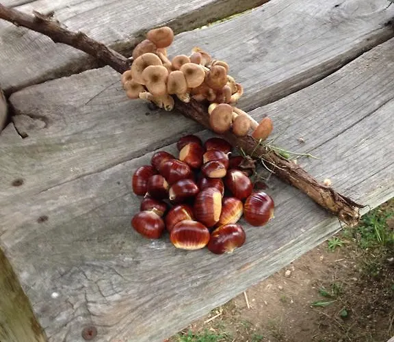 Bed and breakfast Casa Lisa